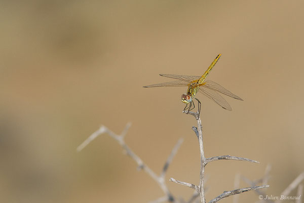 Sympétrum de Fonscolombe — Sympetrum fonscolombii (Selys, 1840), (Ajaccio (2A), France, le 01/09/2019)