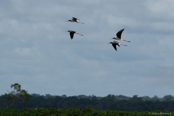 Échasse d'Amérique — Himantopus mexicanus (Statius Müller, 1776), (Rizière casier, Mana, Guyane, le 10/09/2016)