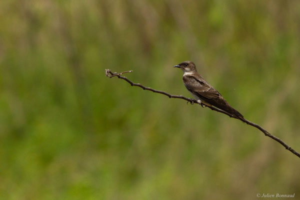 Hirondelle tapère — Progne tapera (Linnaeus, 1766)