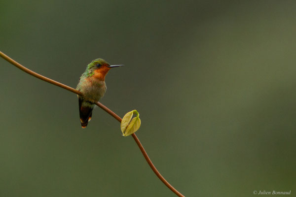 Coquette huppe-col — Lophornis ornatus (Boddaert, 1783)