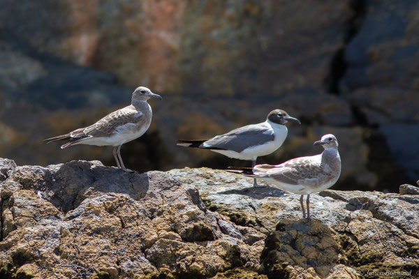 Mouette atricille — Leucophaeus atricilla (Linnaeus, 1758)