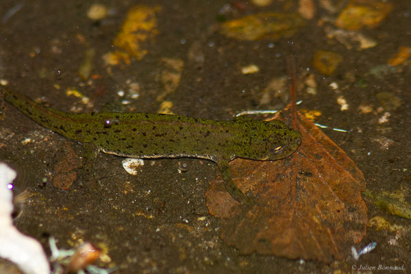 Triton de Bosca — Lissotriton boscai (Lataste, 1879)