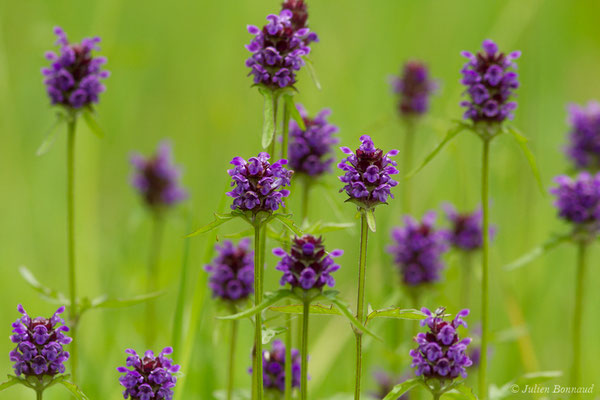 Brunelle à grandes fleurs — Prunella grandiflora (L.) Scholler, 1775, (Argelès-Gazost (65), France, le 25/05/2018)