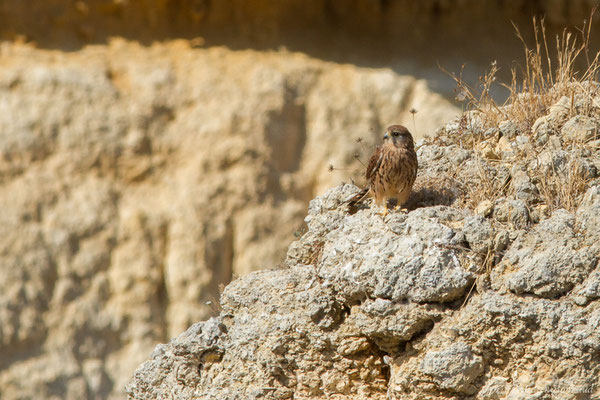 Faucon crécerelle – Falco tinnunculus Linnaeus, 1758, (Lagos (Faro), (Algarve), Portugal, le 29/08/2018)