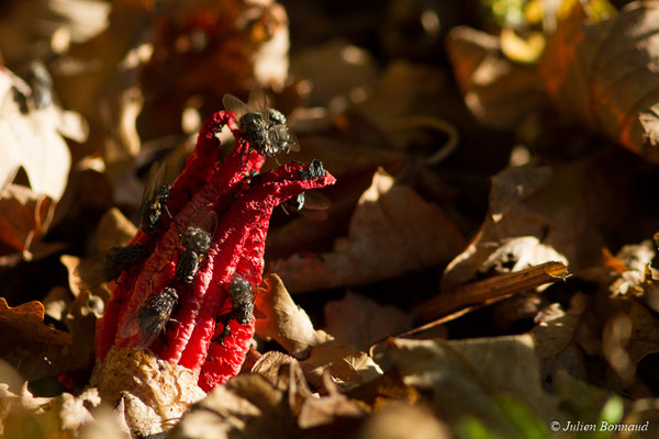 Anthurus d'archer (Clathrus archeri) (Pontivy (56), (France), le 13/11/2017)