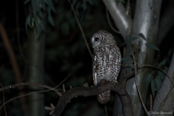 Chouette hulotte — Strix aluco Linnaeus, 1758, (Parque Natural de la Sierra de Andújar (Andalousie), Espagne, le 10/08/2020)