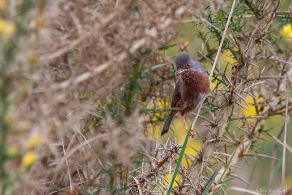 Fauvette pitchou — Curruca undata (Boddaert, 1783), (Saint-Martin-d'Oney (40), France, le 17/04/2025)