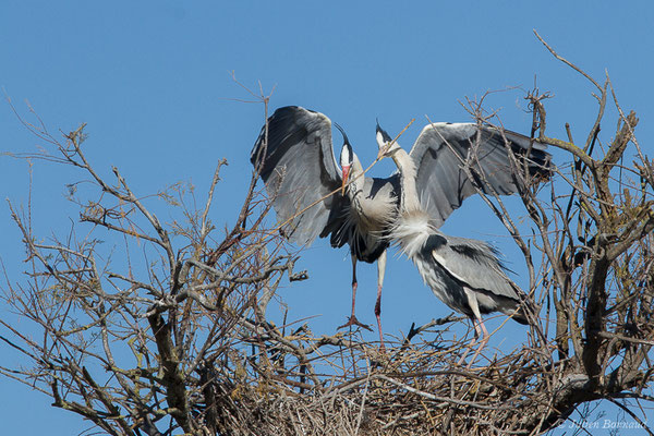 Héron cendré — Ardea cinerea Linnaeus, 1758, (Parc ornithologique de Pont de Gau (13), France, le 20/02/2020)