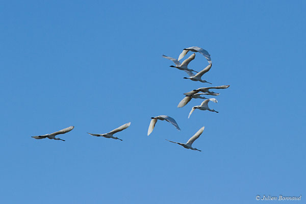 Spatule blanche — Platalea leucorodia Linnaeus, 1758, (adultes) (réserve ornithologique du Teich (33), France, le 24/01/2018)