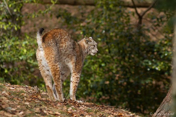Lynx boréal – Lynx lynx (Linnaeus, 1758), (Parc faunistique Lacuniacha, Huesca, Espagne, le 09/02/2020)