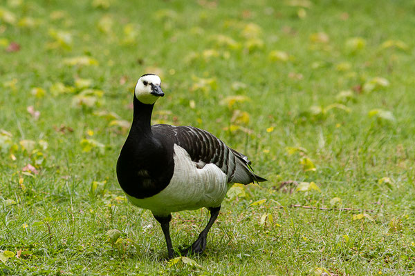 Bernache nonnette — Branta leucopsis (Bechstein, 1803), (Parc animalier de Nahuques, Mont-de-Marsan (40), France, le 11/05/2023)