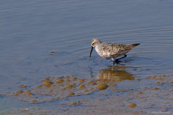 Bécasseau cocorli — Calidris ferruginea (Pontoppidan, 1763)