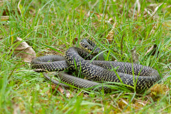 Couleuvre verte et jaune — Hierophis viridiflavus (Lacepède, 1789), (adulte), (Juillan (65), France, le 02/04/2022)