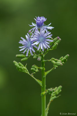 Laiteron de plumier — Lactuca plumieri (L.) Gren. & Godr., 1850, (Le Bastan de Sers, Sers (65), France, le 29/06/2018)