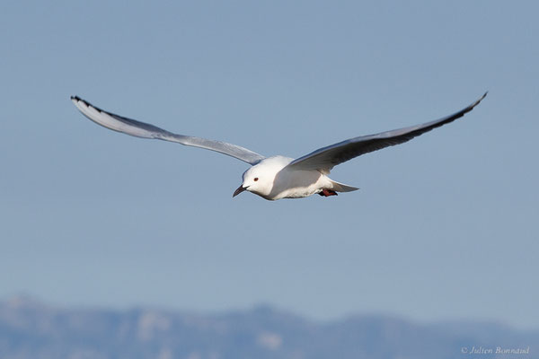 Goéland railleur — Chroicocephalus genei (Breme, 1839), (Parc Naturel du Delta de l'Ebre (Catalogne), Espagne, le 06/02/2022)