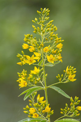 Lysimaque commune ou Lysimaque vulgaire — Lysimachia vulgaris L., 1753, (Lacq (64), France, le 03/06/2020)