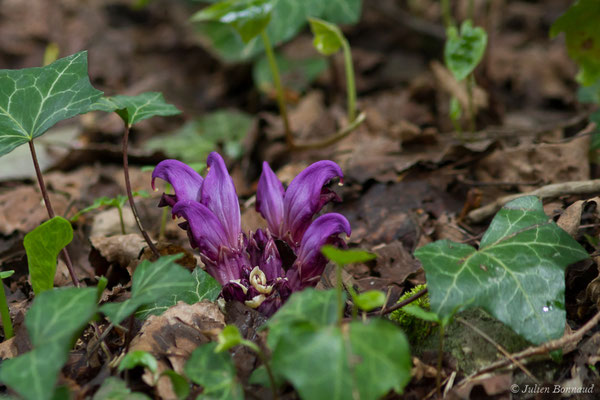 Lathrée clandestine — Lathraea clandestina L., 1753, (Bordes (64), France, le 10/04/2018) 