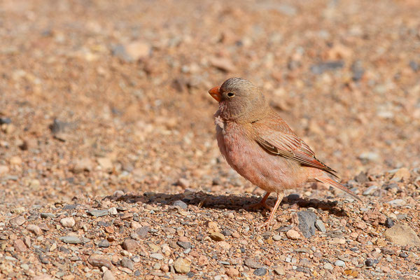 Roselin githagine — Bucanetes githagineus (Lichtenstein, 1823), (Msseyed (Guelmim-Oued Noun), Maroc, le 26/03/2024)