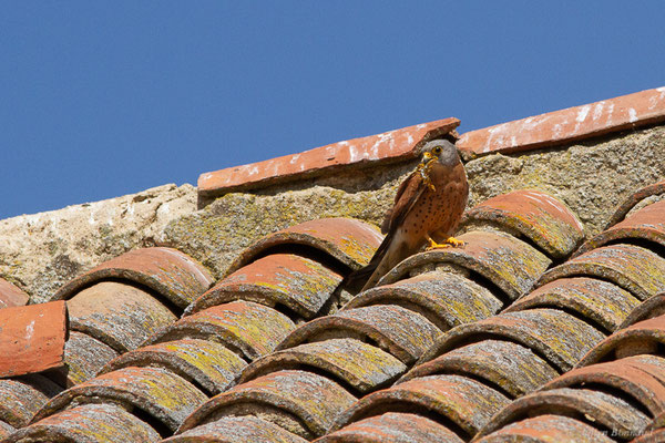 Faucon crécerellette — Falco naumanni Fleischer, JG, 1818, (Fuentes de Nava, Palencia (Castille-et-León), Espagne, le 05/07/2022)
