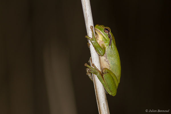 Rainette méridionale — Hyla meridionalis Böttger, 1874, (Braud-et-Saint-Louis (33), le 06/03/2018)