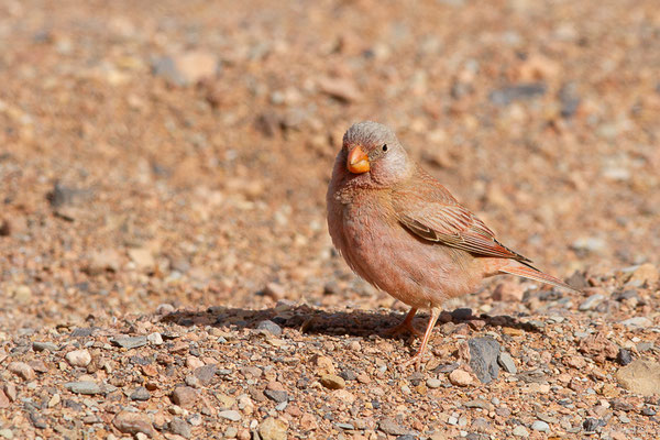 Roselin githagine — Bucanetes githagineus (Lichtenstein, 1823), (Msseyed (Guelmim-Oued Noun), Maroc, le 26/03/2024)