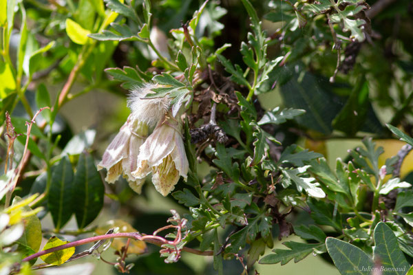 Clématite à vrilles — Clematis cirrosa L.