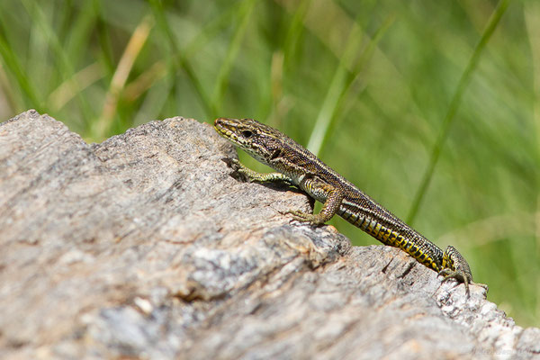 Lézard d'Aurelio — Iberalacerta aurelioi (Arribas, 1994), (Cirque glaciaire de Soulcem, Auzat (09), le 10/07/2023)