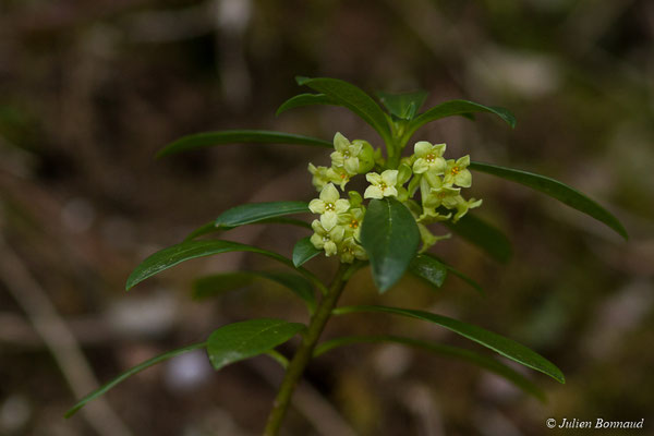 Daphné lauréole — Daphne laureola L., 1753, (Agos-Vidalos (65), France, le 02/03/2018)