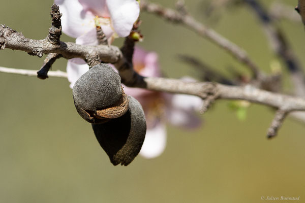 Amandier — Prunus dulcis (Mill.) D.A.Webb, 1967, (Saragosse (Aragon), Espagne, le 07/02/2022)