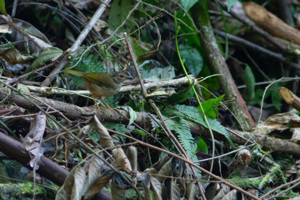 Paruline des rives — Myiothlypis rivularis (Wied-Neuwied, 1821)