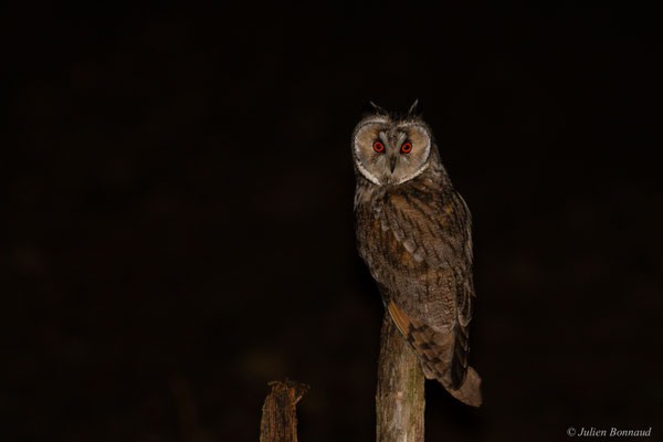 Hibou moyen-duc — Asio otus (Linnaeus, 1758)