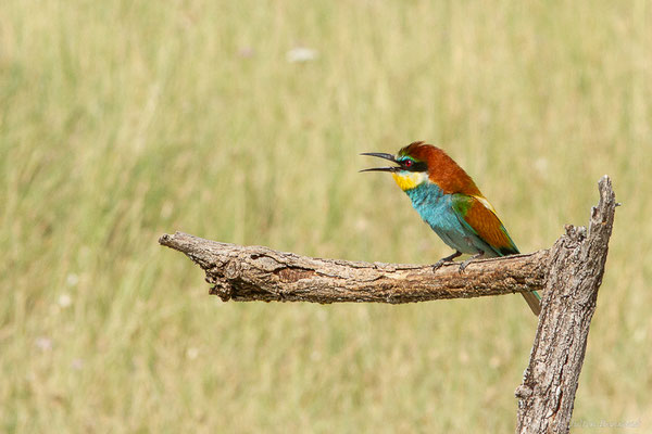 Guêpier d'Europe — Merops apiaster Linnaeus, 1758, (Pitillas (Navarre), Espagne, le 15/07/2023)