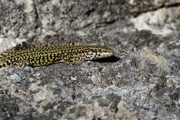 Lézard catalan — Podarcis liolepis (Boulenger, 1905), (Etsaut (64), France, le 07/05/2022)