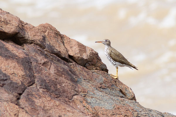 Chevalier grivelé — Actitis macularius (Linnaeus, 1766), (adulte, plumage nuptial) (Route des plages, Remire-Montjoly, Guyane, le 29/03/2017)