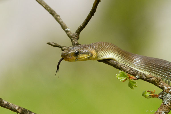 Couleuvre d'Esculape — Zamenis longissimus (Laurenti, 1768)