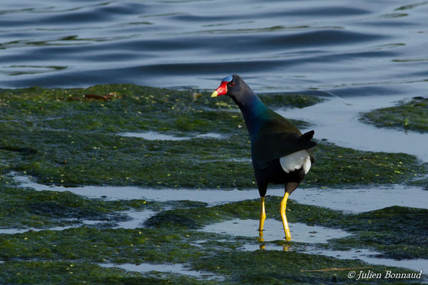 Talève violacée – Porphyrio martinicus (Linnaeus, 1766), (lac Marie-Claire, Kourou (973), France, le 04/12/2016)