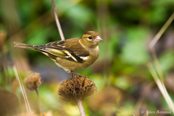 Pinson des arbres — Fringilla coelebs Linnaeus, 1758, (femelle adulte) (Paris (75), France, le 24/11/2016)