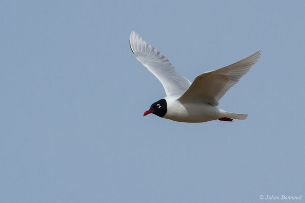 Mouette mélanocéphale — Ichthyaetus melanocephalus (Temminck, 1820), (Anglet (64), France, le 10/03/2020)