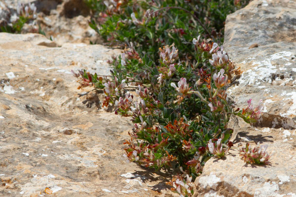 Pied de Coq — Lotus hirsutus L., 1753