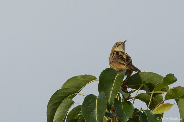 Cisticole des joncs (Cisticola juncidis) (Labastide-Monréjeau (64), France, le 23/07/2019)