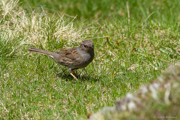 Accenteur mouchet — Prunella modularis (Linnaeus, 1758), (La Pierre Saint-Martin, Arette (64), France, le 15/05/2022)