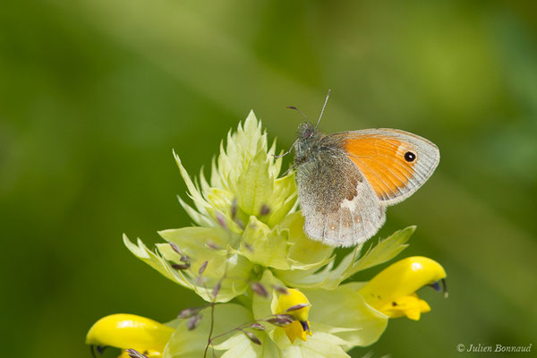 Procris — Coenonympha pamphilus (Linnaeus, 1758), (Pierrefitte-Nestalas (65), France, le 20/05/2019)