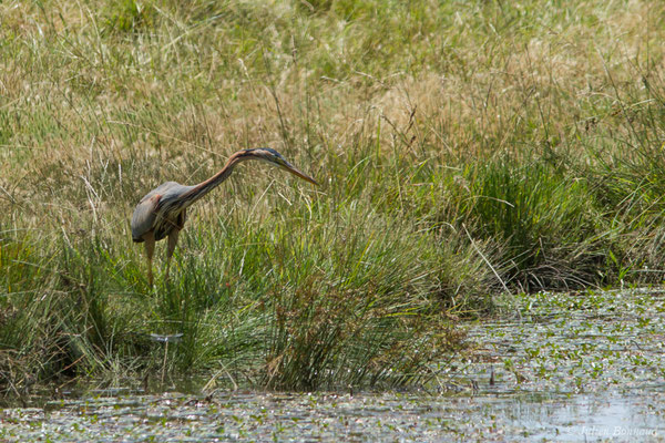 Héron pourpré — Ardea purpurea Linnaeus, 1766, (Saint-Thomas-de-Conac (17), France, le 21/06/2018)