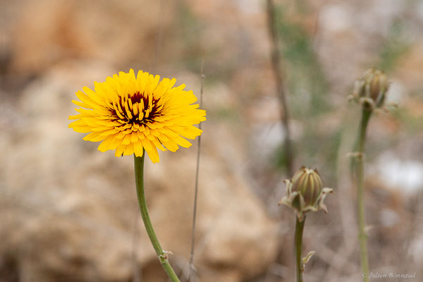 Reichardie de Tanger — Reichardia tingitana (L.) Roth, 1787, (Casablanca (Casablanca-Settat), Maroc, le 23/03/2024)