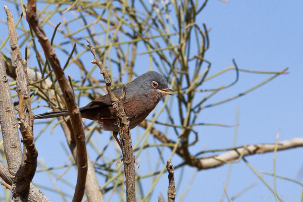 Fauvette de l'Atlas — Curruca deserticola (Tristram, 1859), (Msseyed (Guelmim-Oued Noun), Maroc, le 06/02/2024)