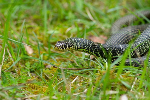 Couleuvre verte et jaune — Hierophis viridiflavus (Lacepède, 1789)