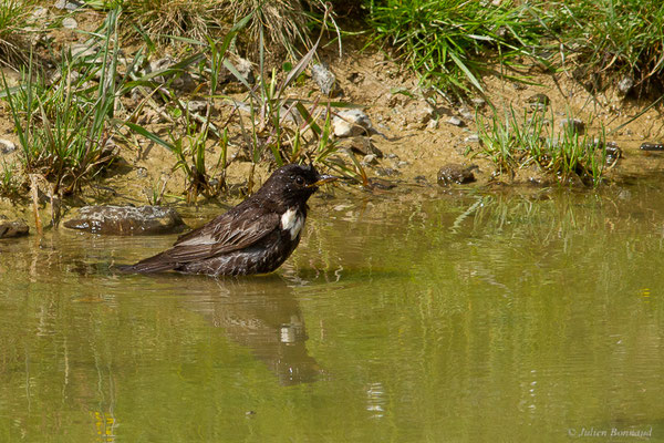 Merle à plastron — Turdus torquatus Linnaeus, 1758, (Station de ski de La Pierre Saint-Martin, Arette (64), France, le 06/07/2023)