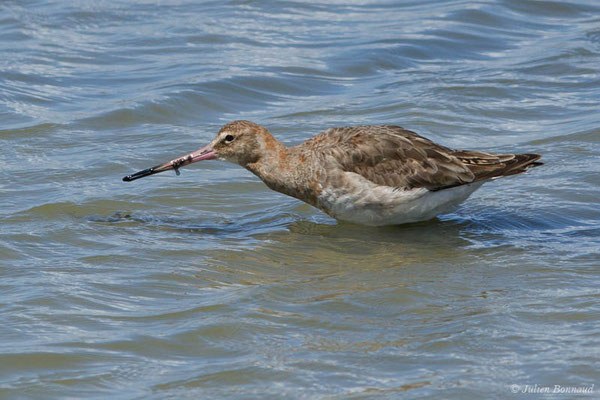 Barge à queue noire — Limosa limosa (Linnaeus, 1758), (réserve ornithologique du Teich (33), France, le 23/05/2021)