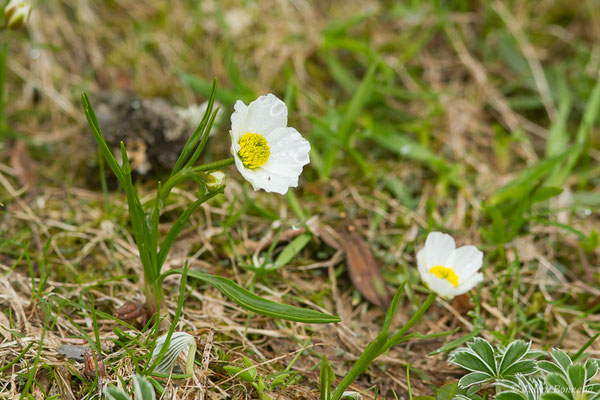 Renoncule des Pyrénées — Ranunculus pyrenaeus L., 1771