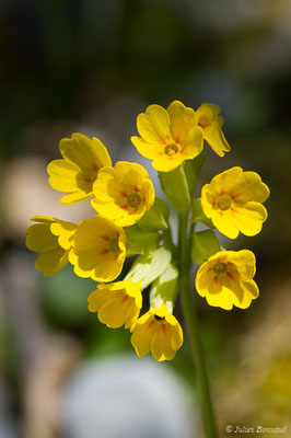 Coucou, Primevère officinale – Primula veris L., 1753, (Etsaut (64), France, le 06/05/2019)